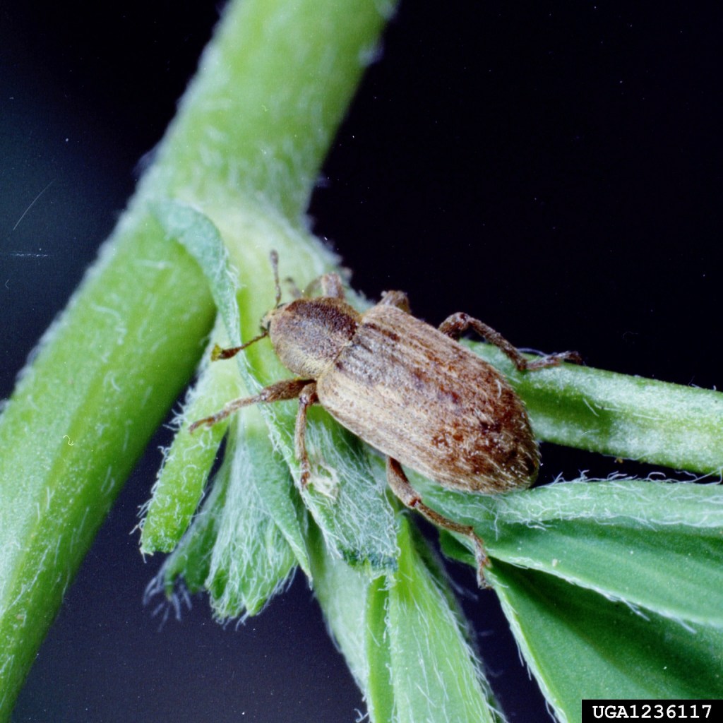 Close-up of a small brown beetle on a green plant leaf, showcasing its body and legs against the backdrop of foliage.