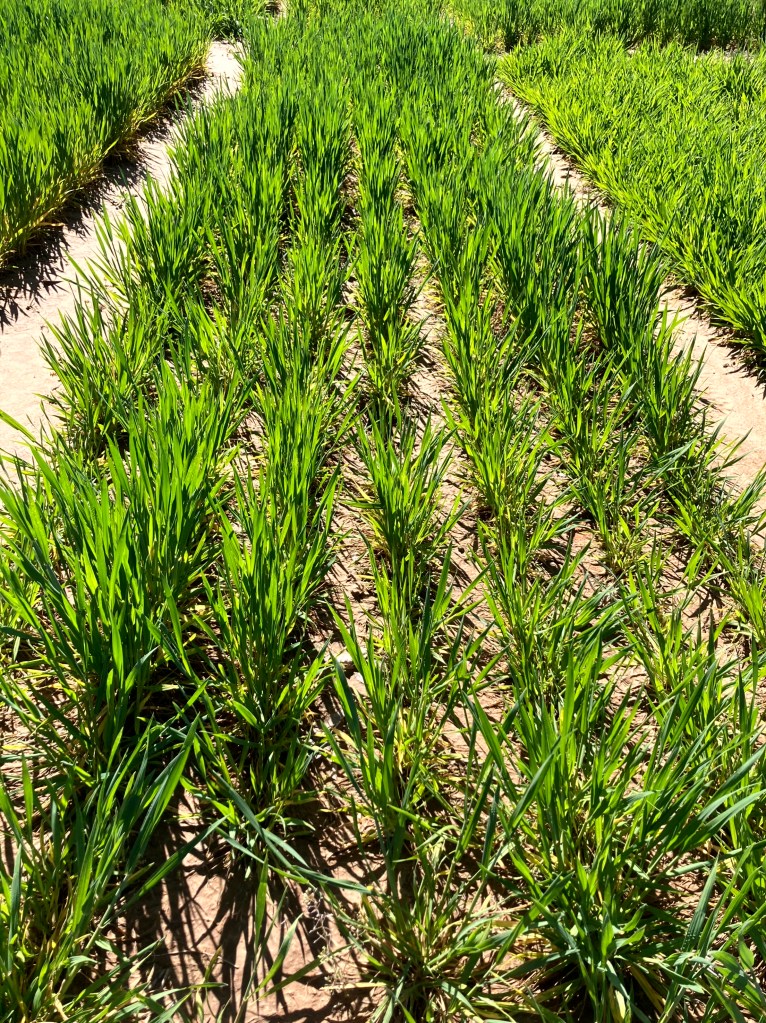View of a green rice field with rows of young rice plants growing in neat lines.