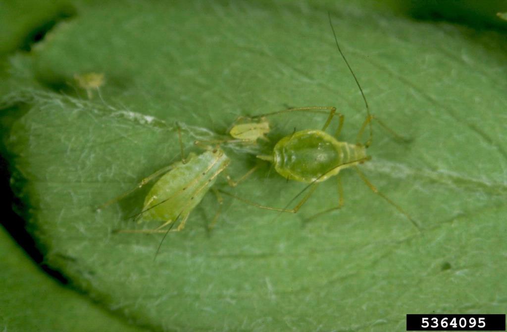 Close-up image of green aphids on a leaf, showcasing their elongated bodies and antennae.
