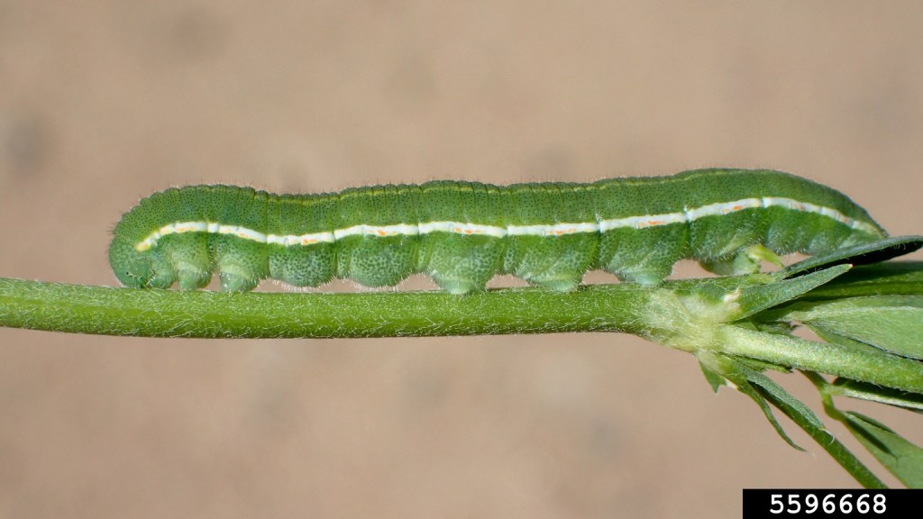 A green caterpillar resting on a green stem, showing detailed texture and a white stripe along its side.