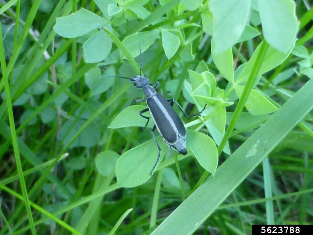 Close-up of a black and white striped beetle resting on green leaves in a grassy area.
