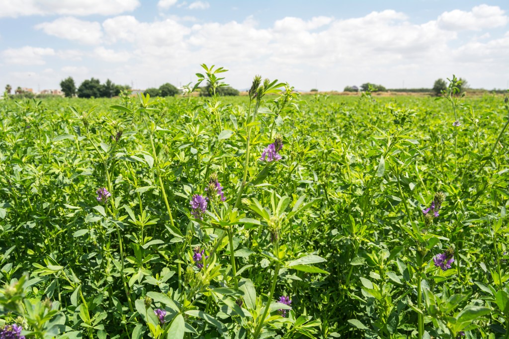 A lush green field of alfalfa plants with blooming purple flowers, under a partly cloudy blue sky.