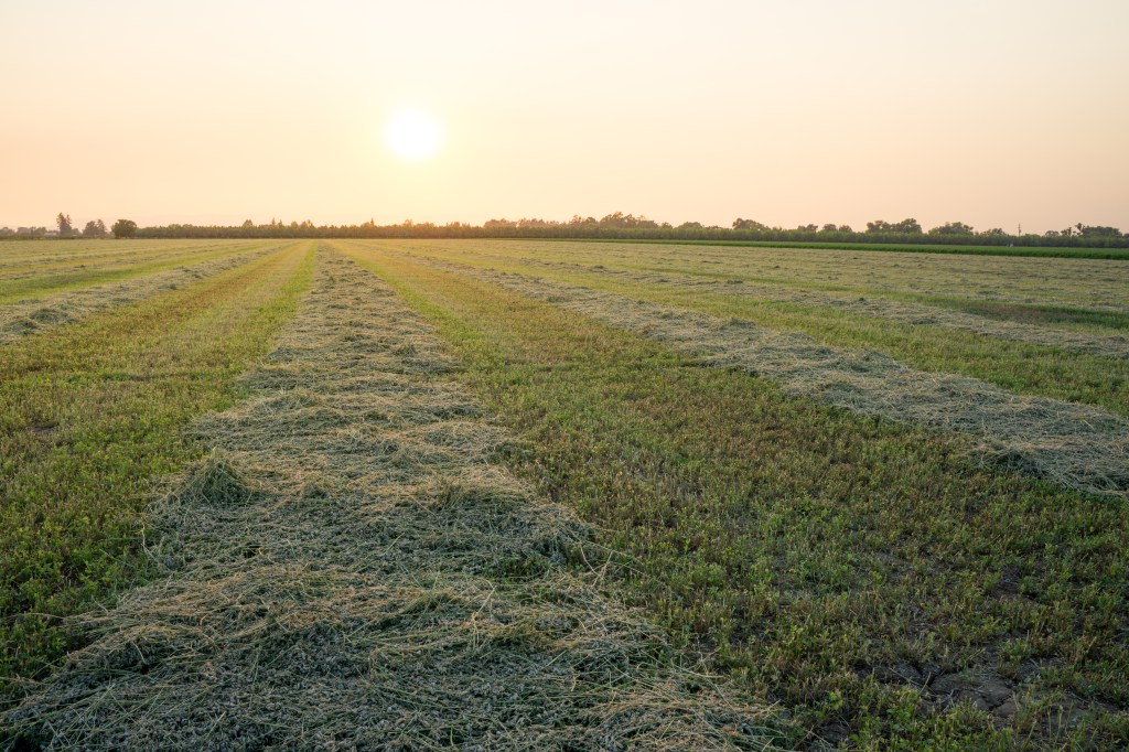Sunset over a grassy field with freshly cut hay arranged in rows.