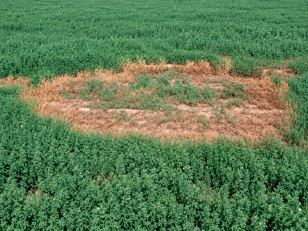 A patch of brown and dry soil surrounded by lush green vegetation in a field.