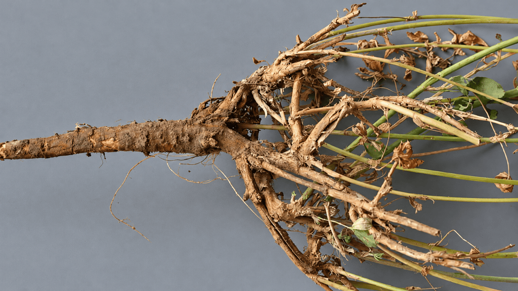 Close-up view of a plant root system with dried and wilted stems, showing intricate branching and soil remnants.