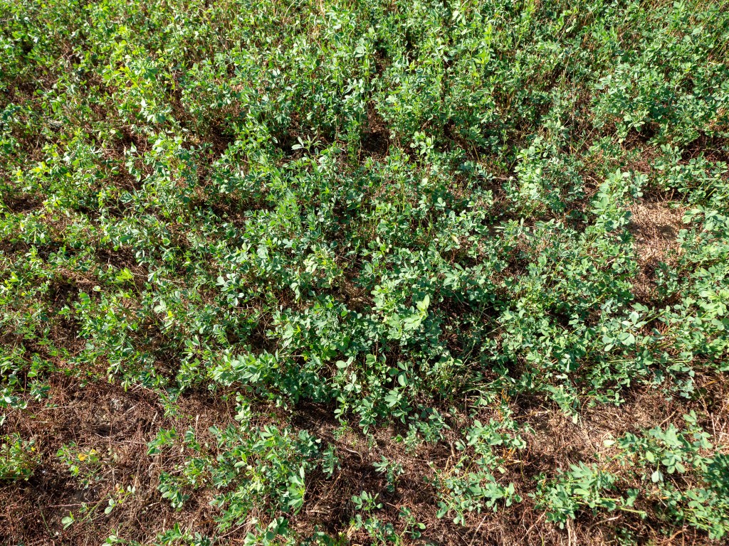 A dense patch of green plants with small leaves growing on soil, indicative of a healthy crop or ground cover.