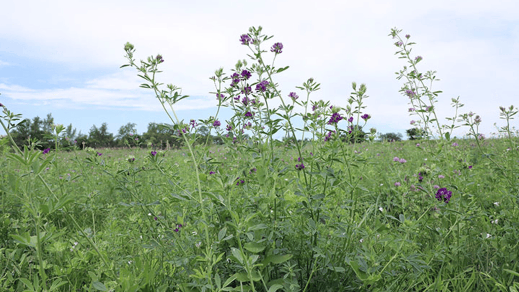 Field of green plants with purple flowers under a cloudy sky.