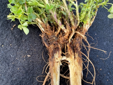 Close-up of freshly harvested plant roots with green foliage above, set against a dark background.