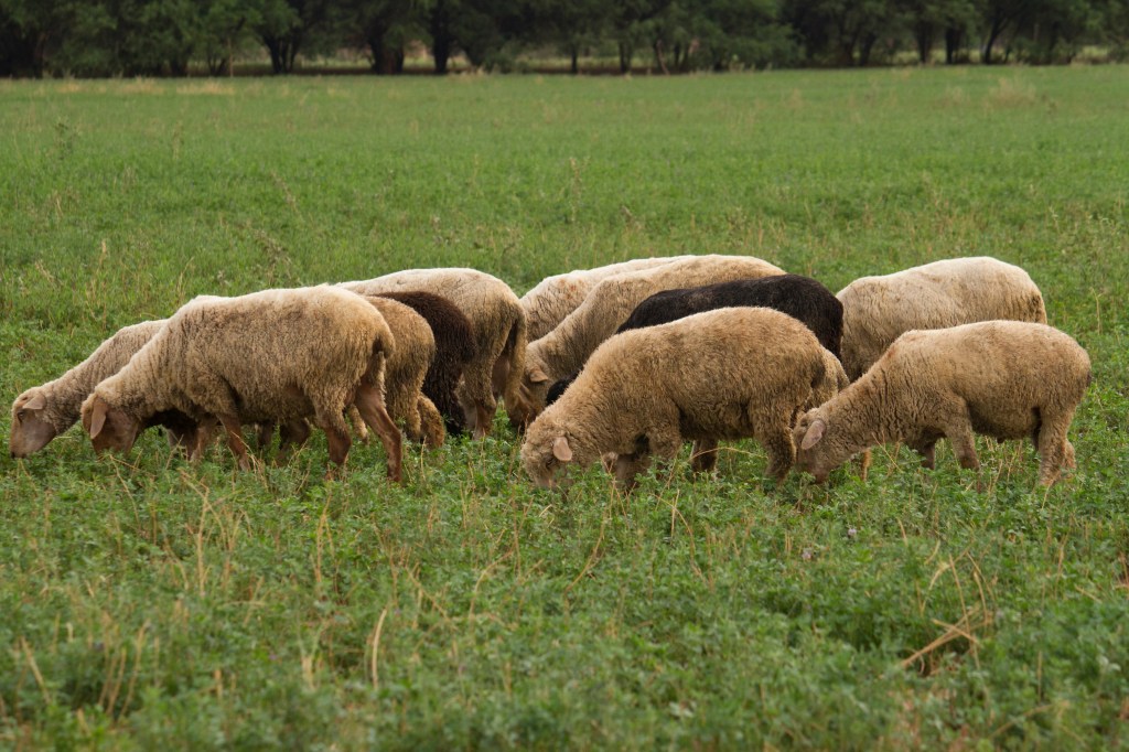 A group of sheep grazing in a green field, featuring a mix of white, light brown, and one black sheep.