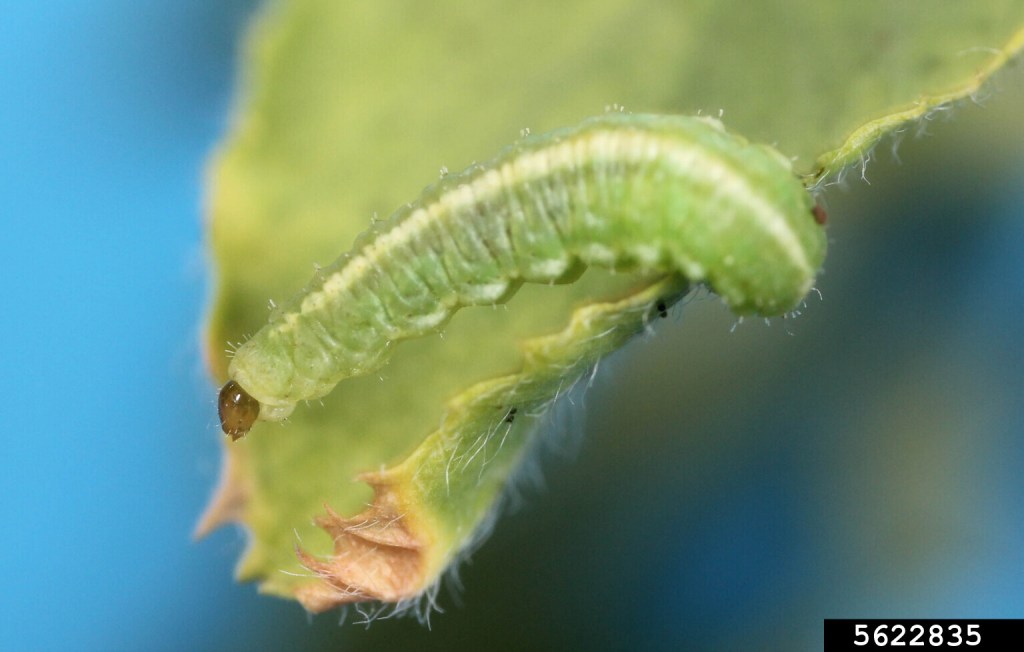 Close-up image of a green caterpillar on a leaf, showcasing its segmented body and soft texture.